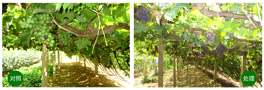 領(lǐng)先生物“海藻+氮磷鉀+腐植酸”讓果樹旺起來(lái) 領(lǐng)先生物“海藻+氮磷鉀+腐植酸”讓果樹旺起來(lái)